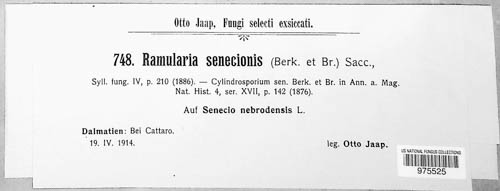 Ramularia senecionis image
